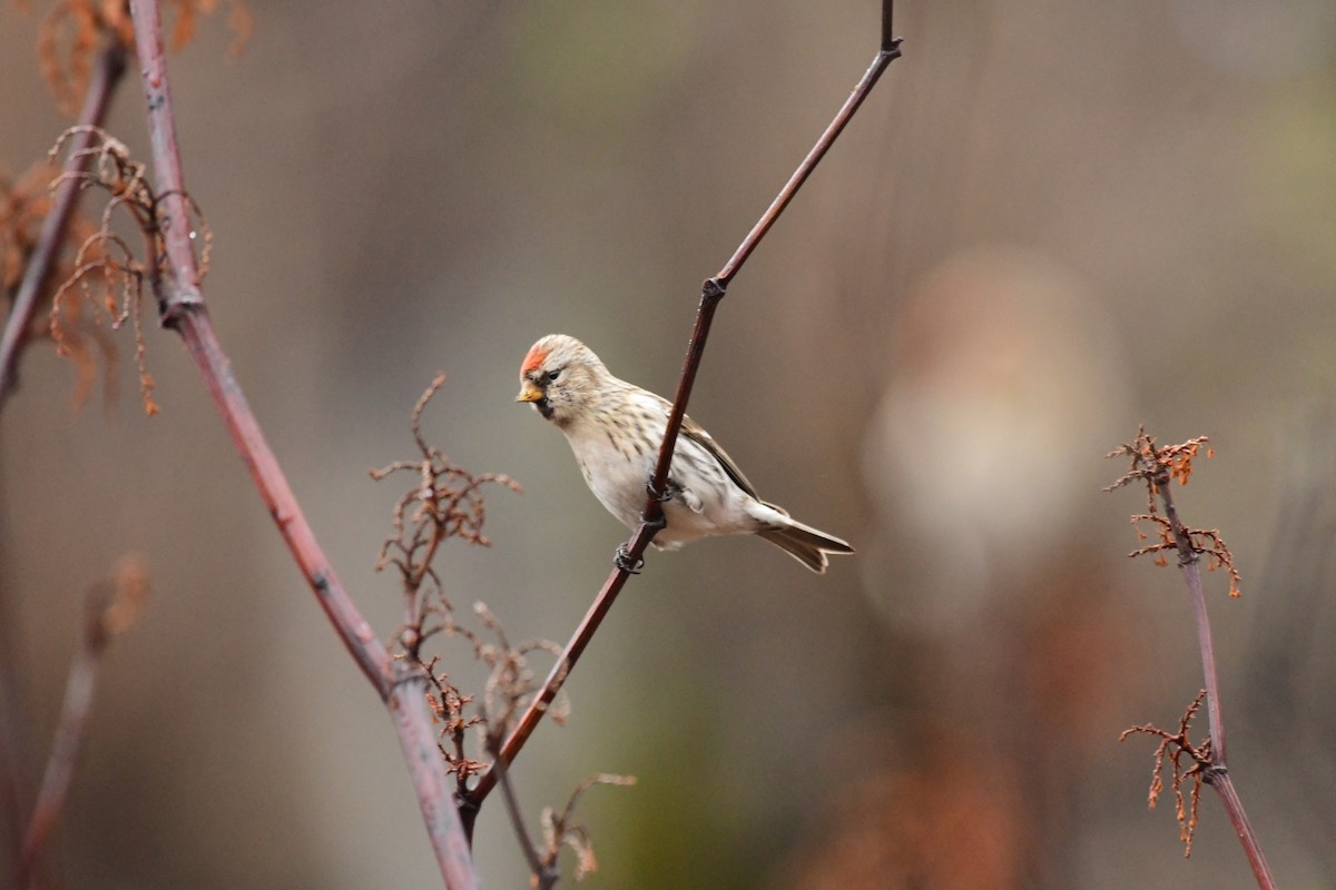 Common Redpoll - ML616042265