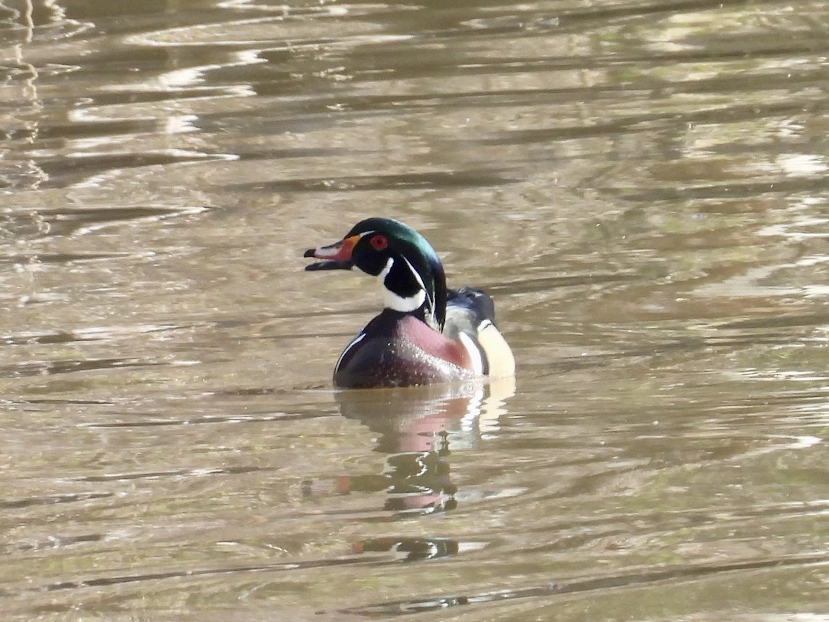 Wood Duck - ML616042274