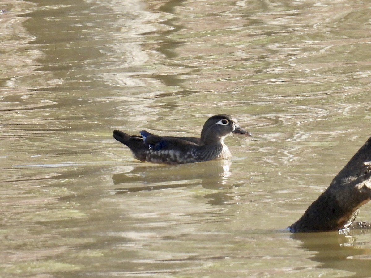 Wood Duck - ML616042275