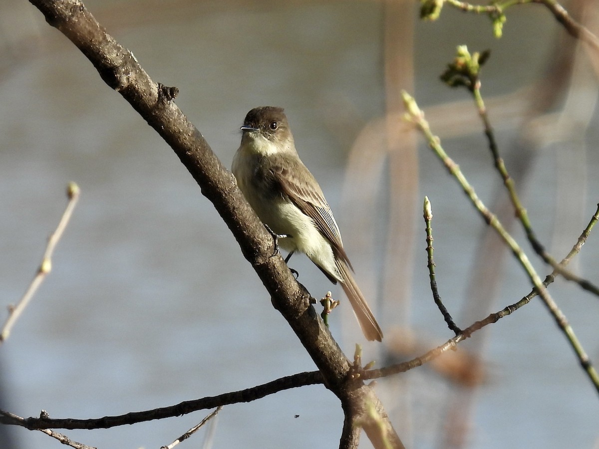 Eastern Phoebe - ML616042281