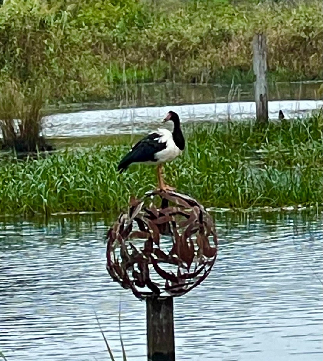 Magpie Goose - Scott  Blackshaw