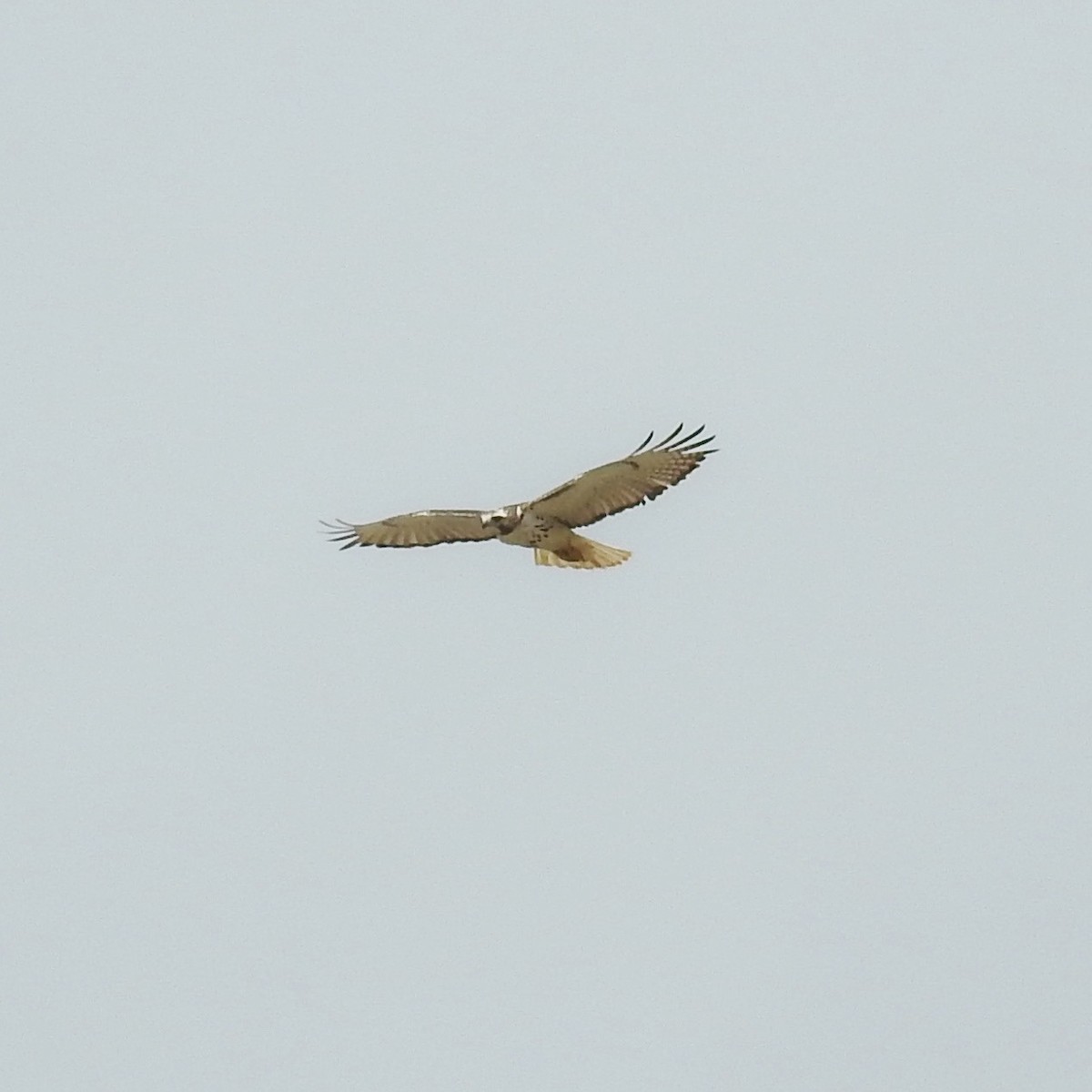 Red-tailed Hawk - ML616042371
