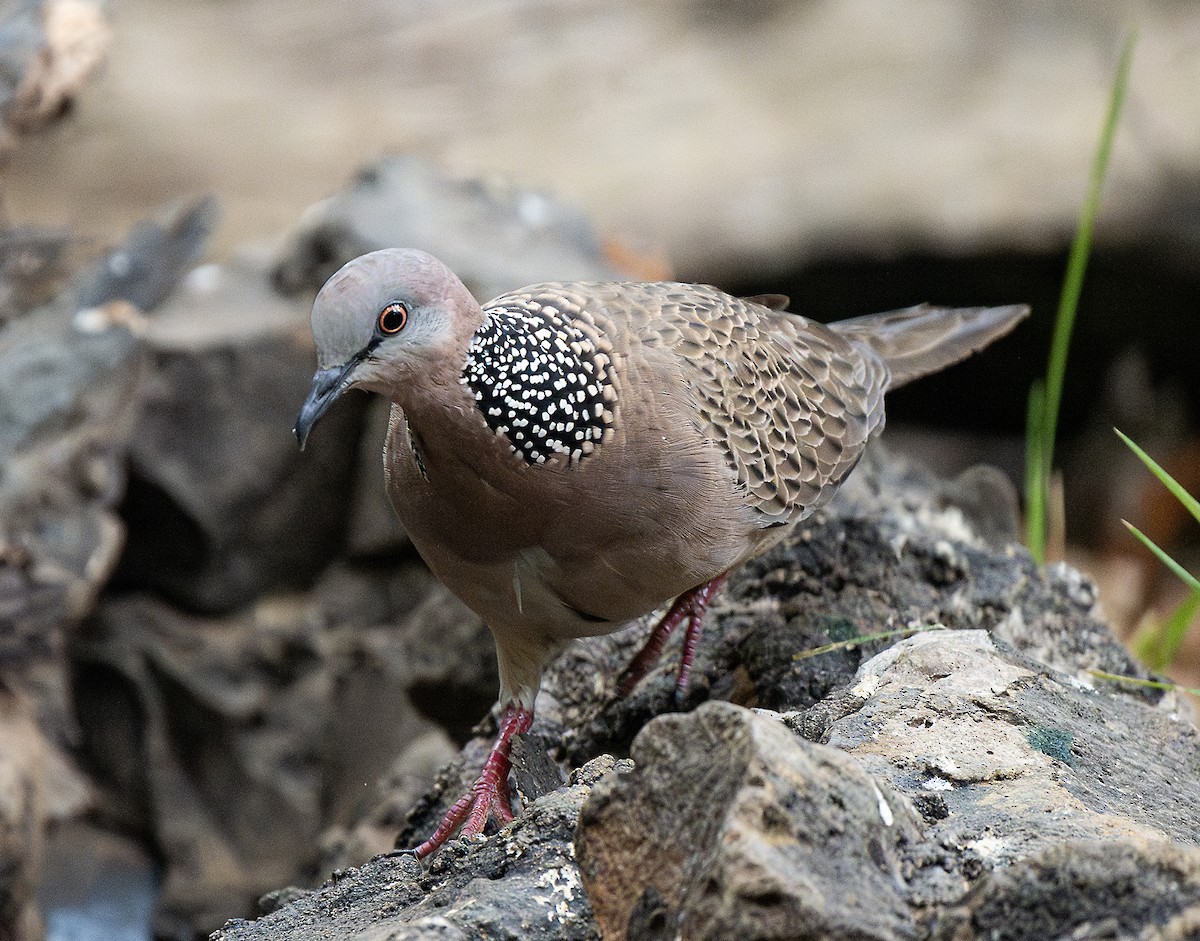 珠頸斑鳩 - ML616042455