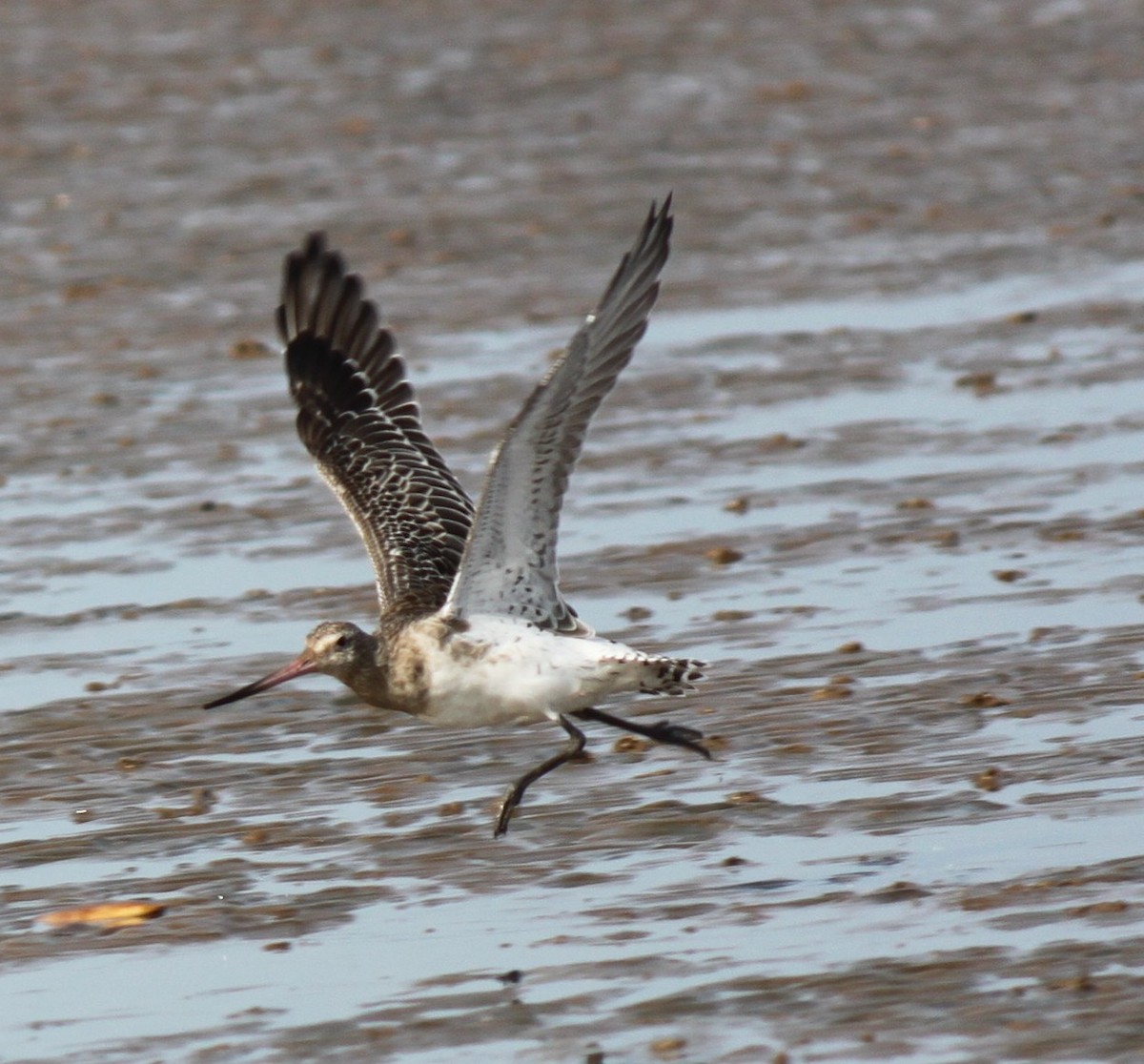 Bar-tailed Godwit - ML616042457