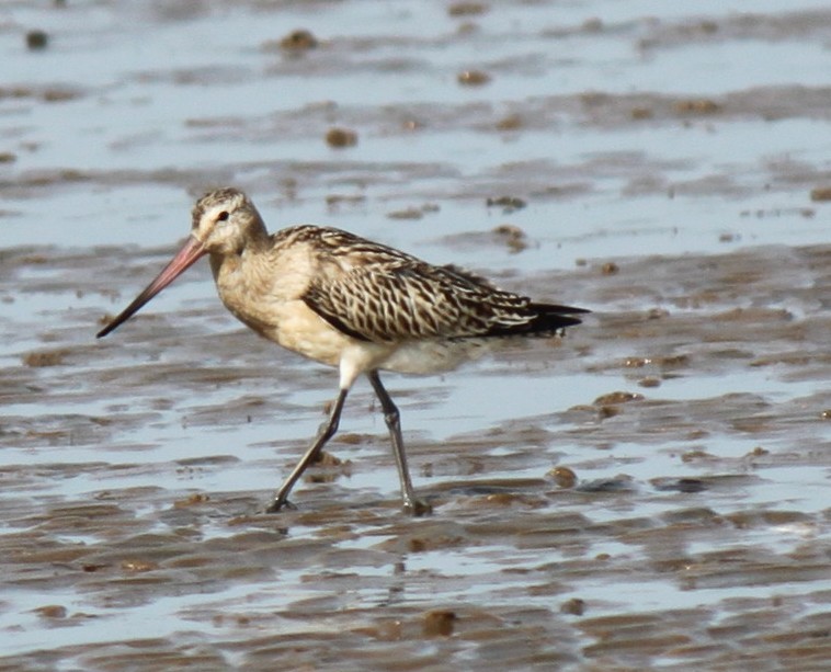 Bar-tailed Godwit - ML616042459