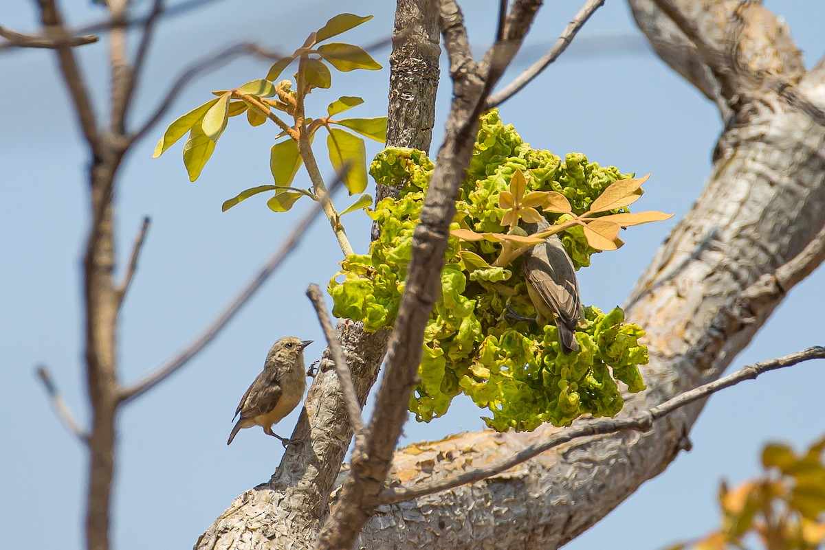 African Penduline-Tit - Anonymous
