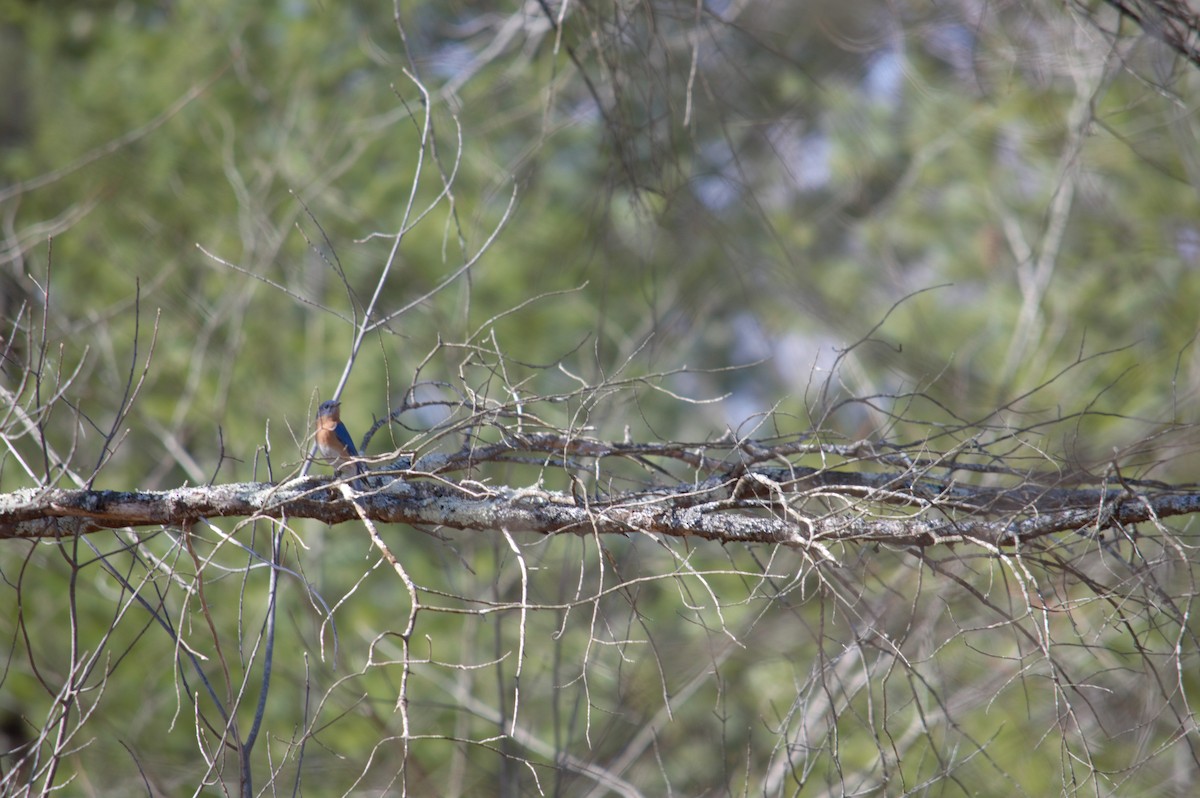 Eastern Bluebird - ML616042521