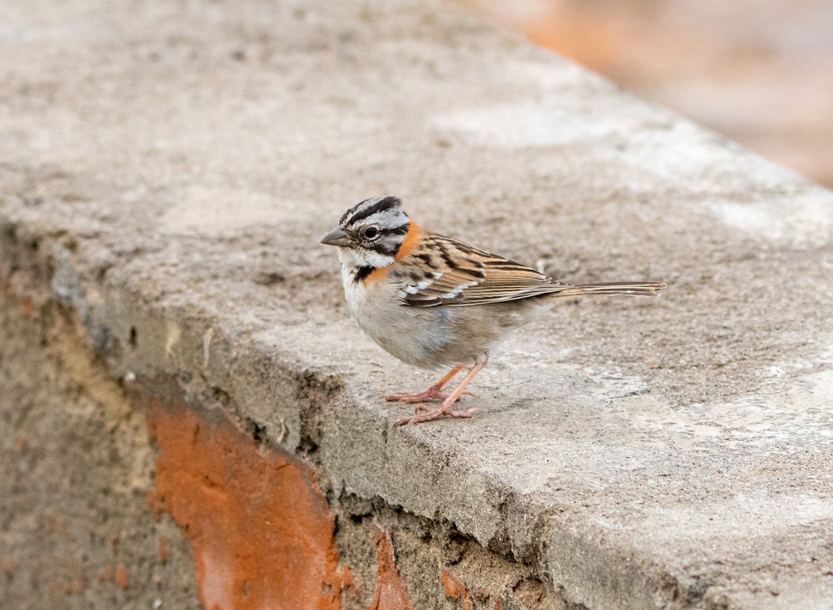 Rufous-collared Sparrow - ML616042522