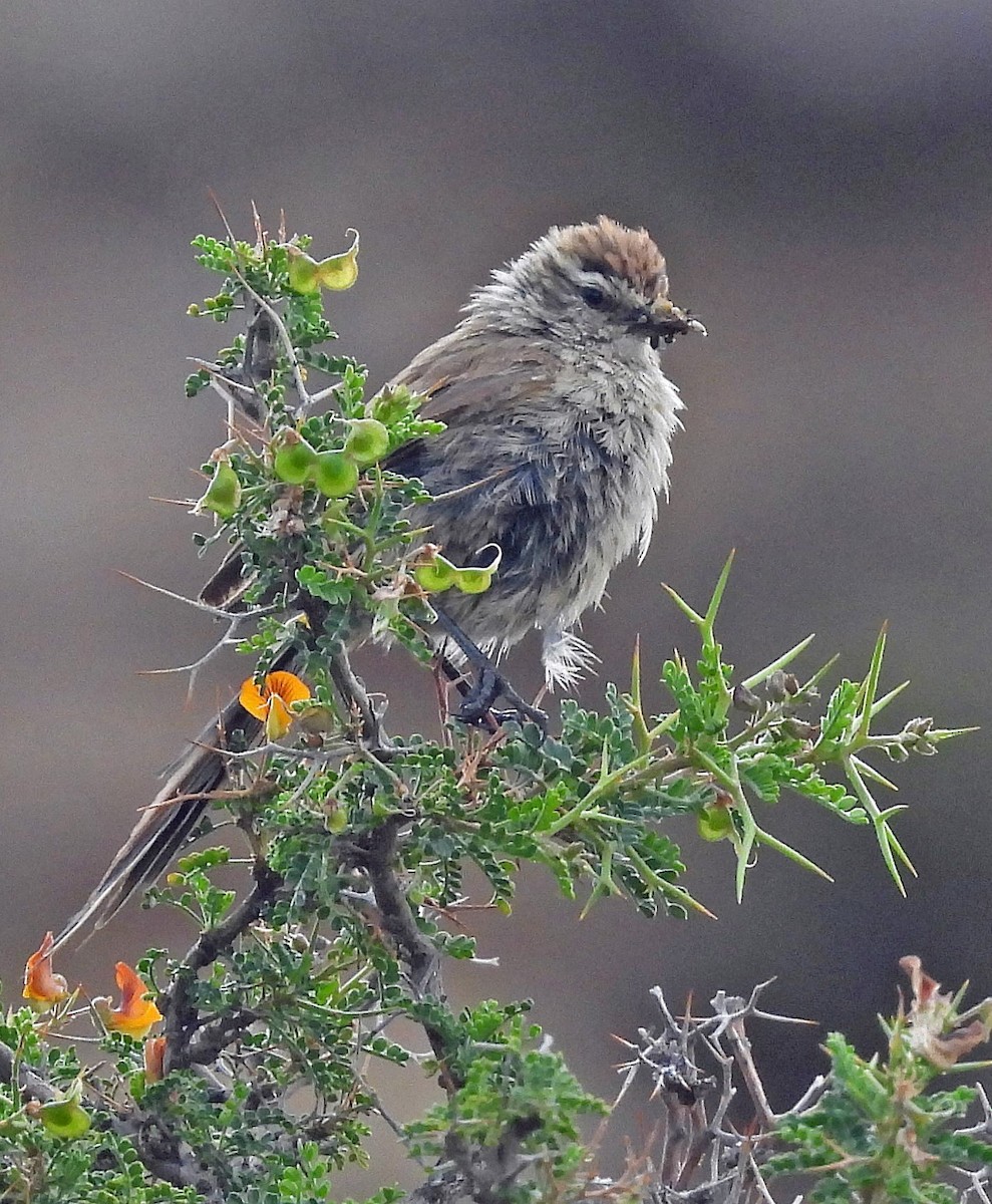 Plain-mantled Tit-Spinetail - ML616042526