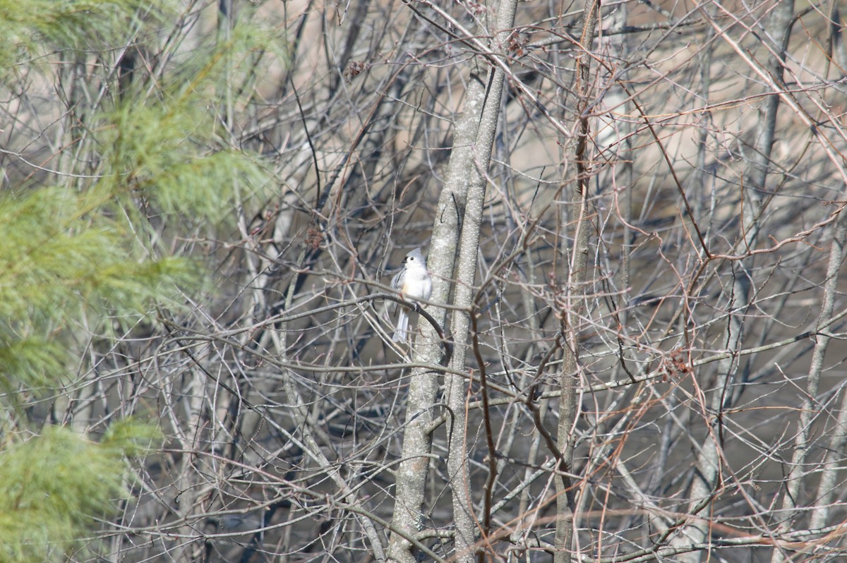 Tufted Titmouse - ML616042527