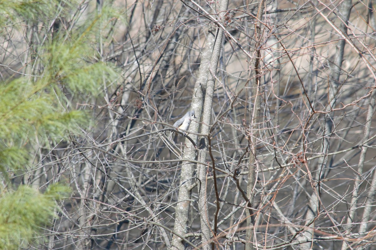 Tufted Titmouse - ML616042531