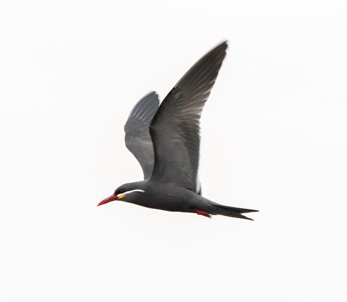Inca Tern - ML616042543