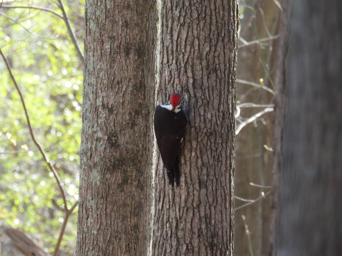 Pileated Woodpecker - ML616042570