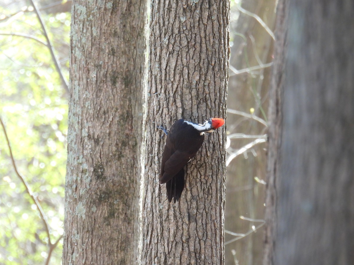 Pileated Woodpecker - ML616042571