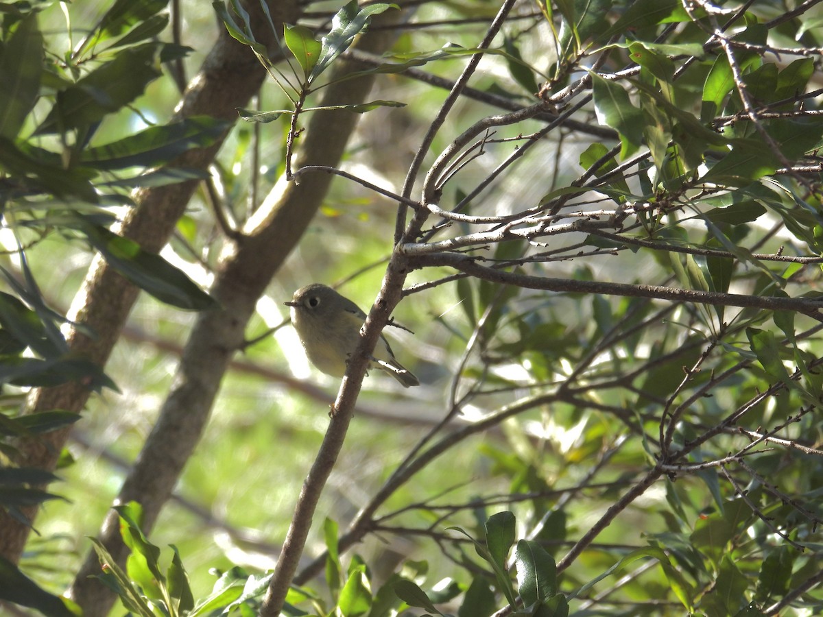 Ruby-crowned Kinglet - ML616042581