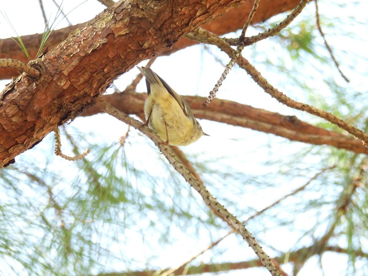 Ruby-crowned Kinglet - ML616042583