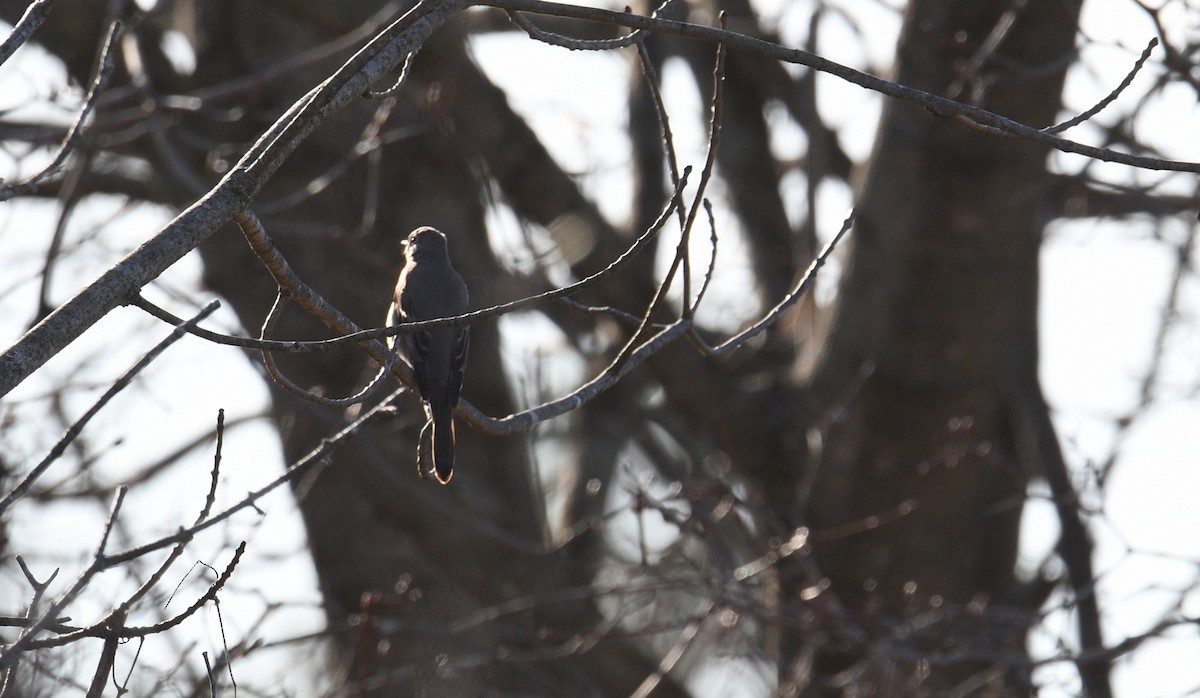 Townsend's Solitaire - Todd Norris