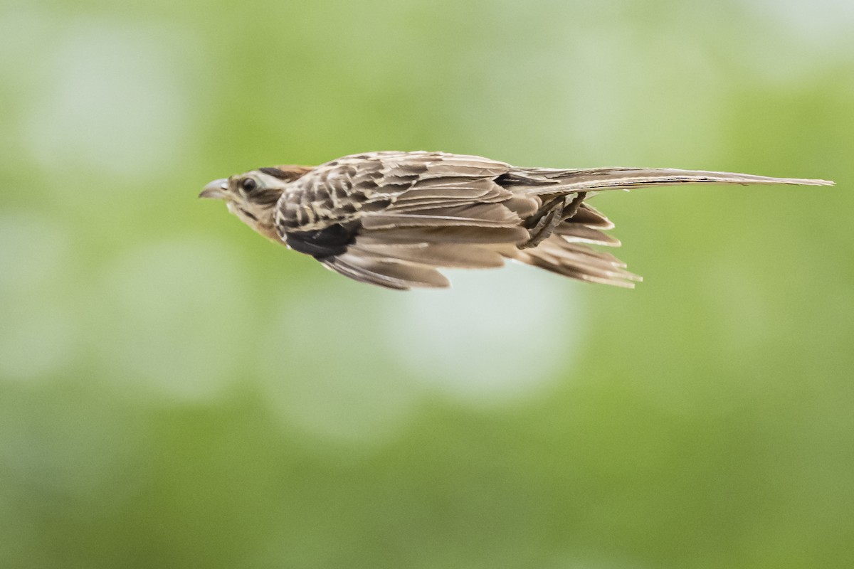 Striped Cuckoo - Amed Hernández