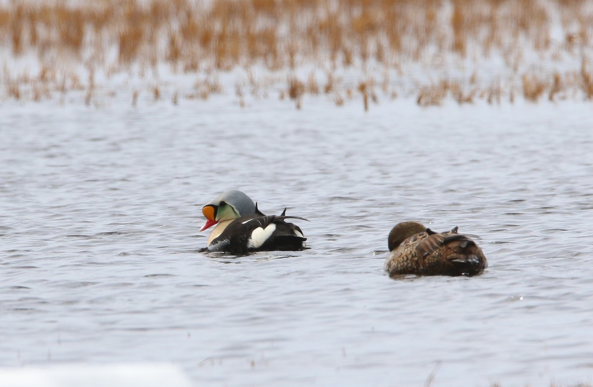 Eider à tête grise - ML616042788