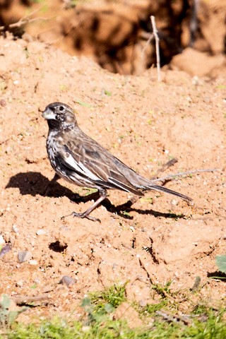 Lark Bunting - Gary Botello