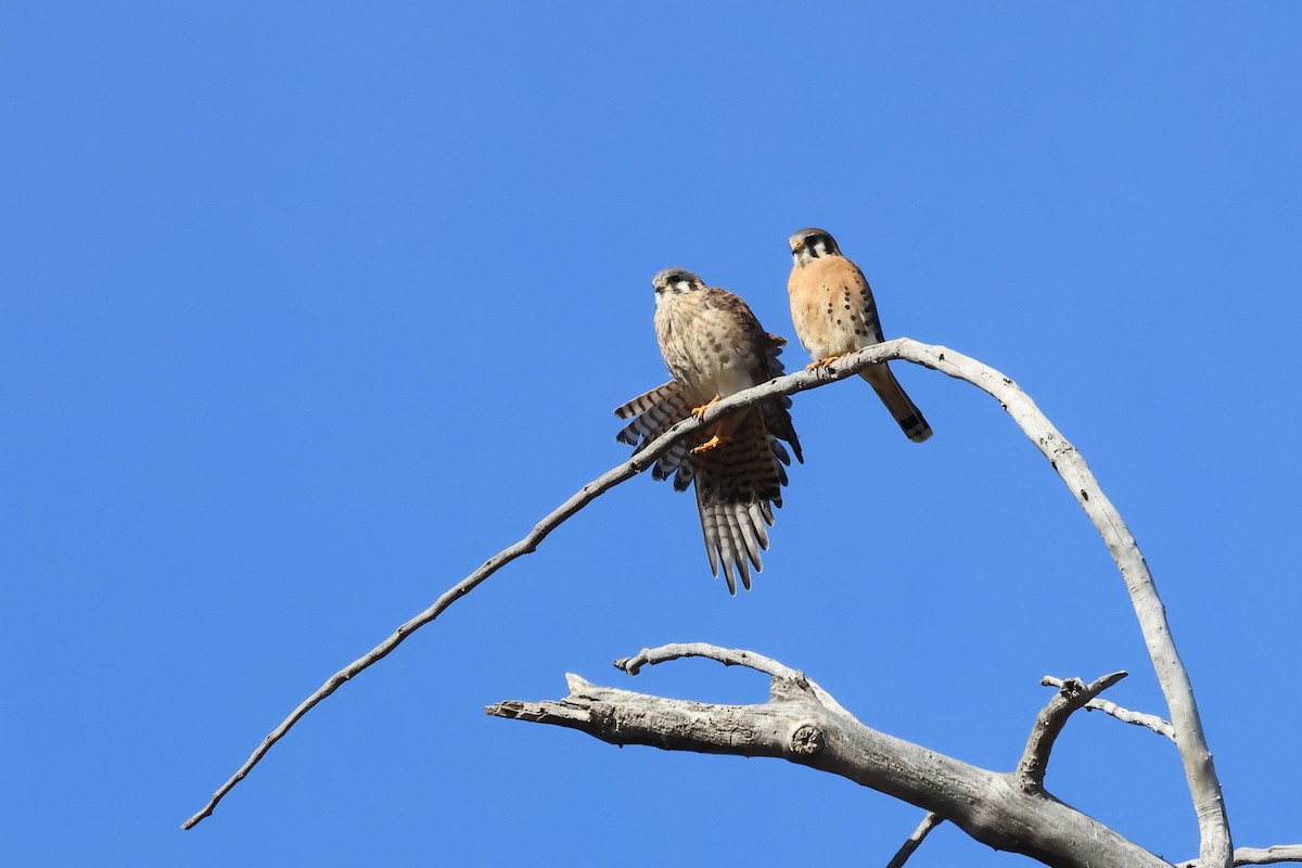 American Kestrel - ML616042845