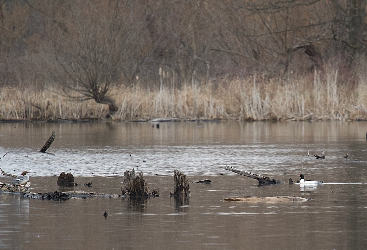 Common Merganser - ML616042862
