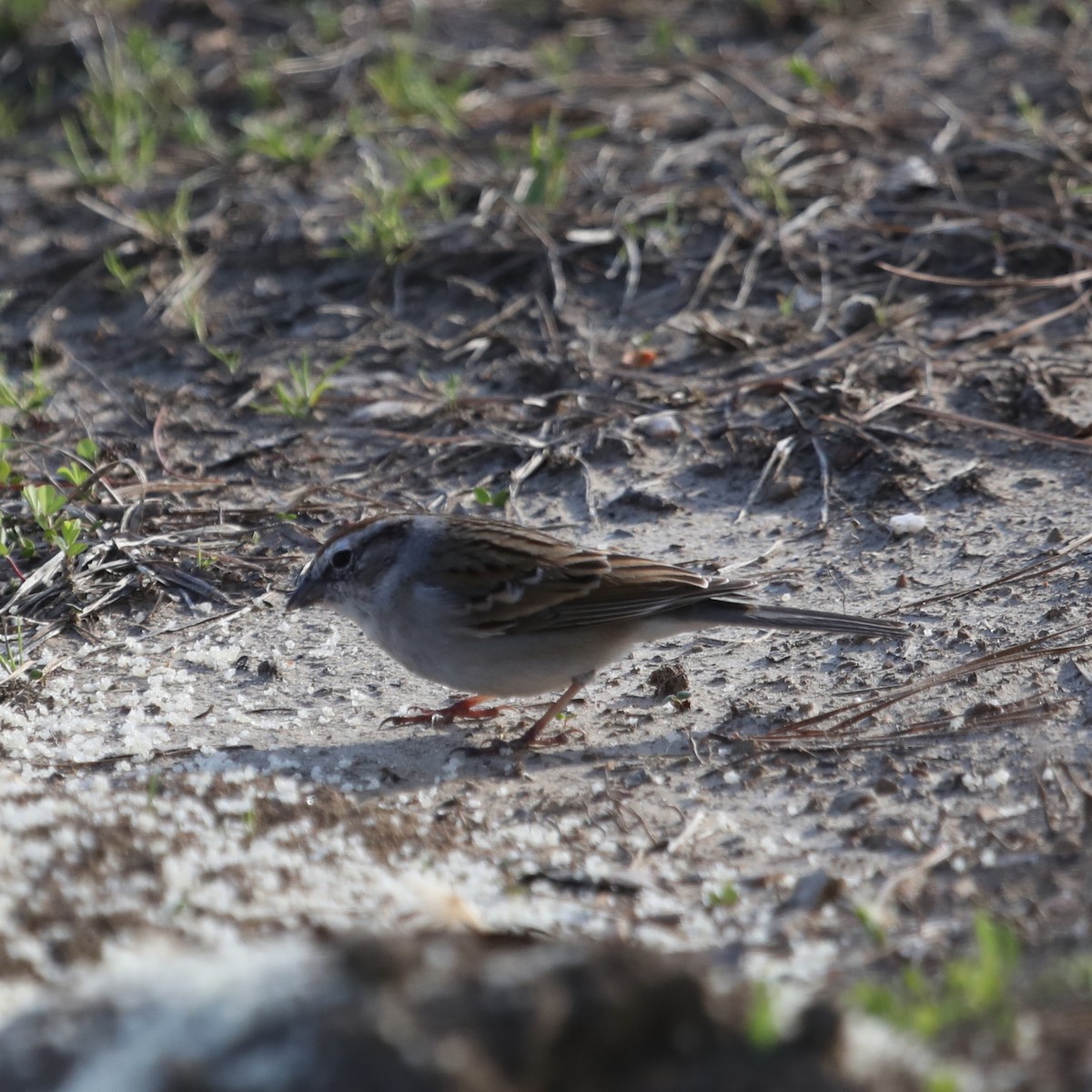 Chipping Sparrow - ML616042865