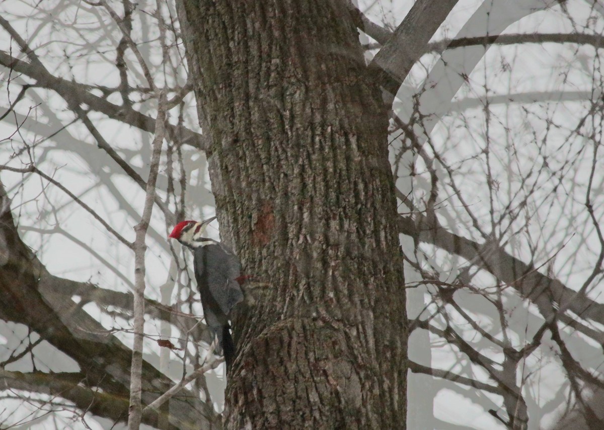 Pileated Woodpecker - ML616042866