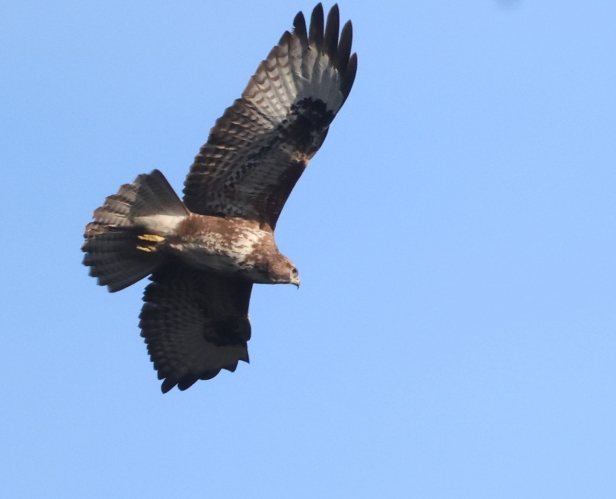 Common Buzzard - ML616042874