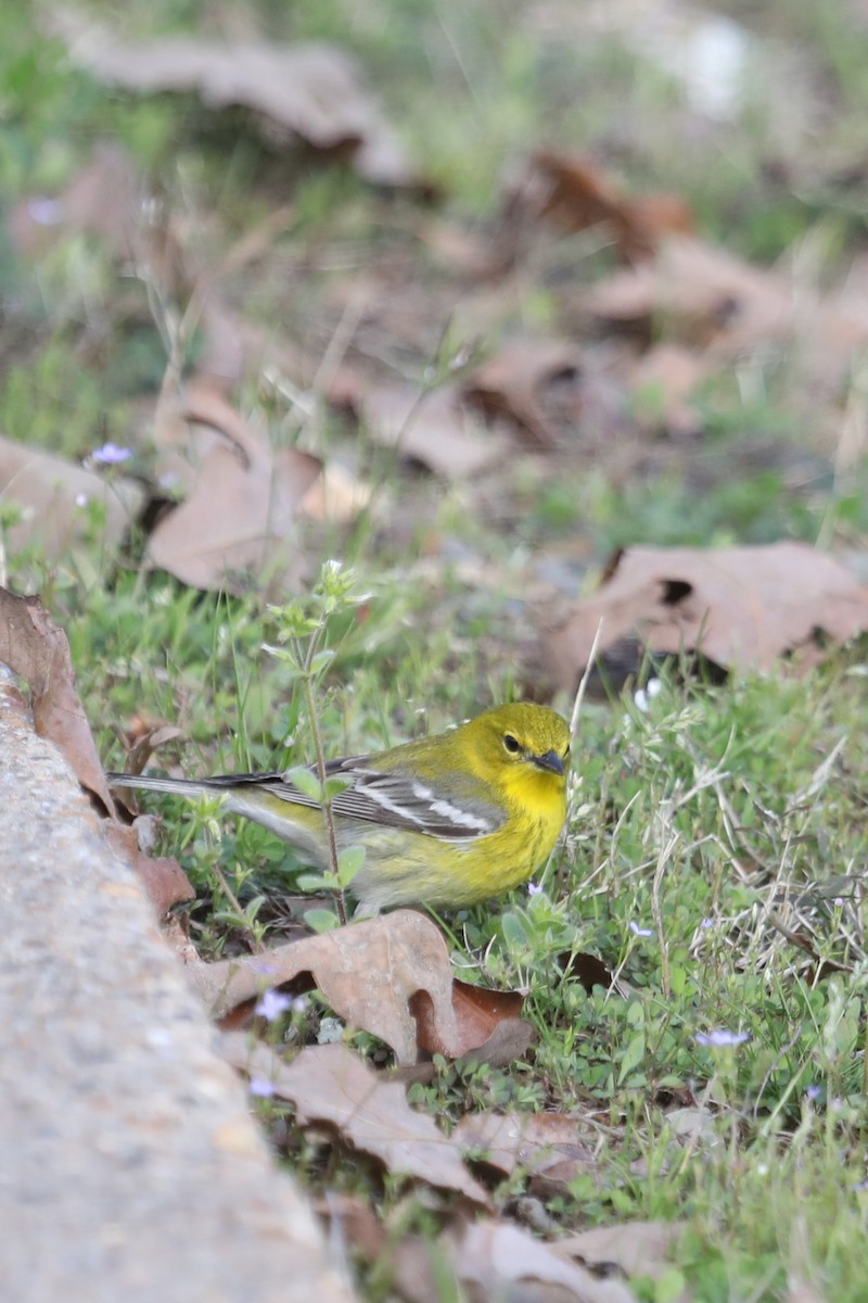 Pine Warbler - ML616042876