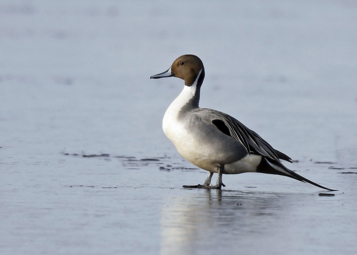 Northern Pintail - Ken Pride