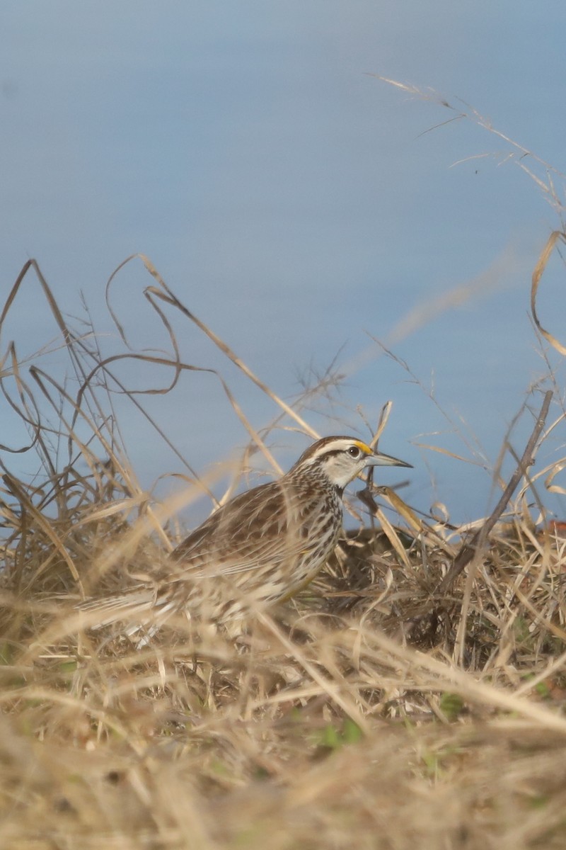 Eastern Meadowlark - ML616042928