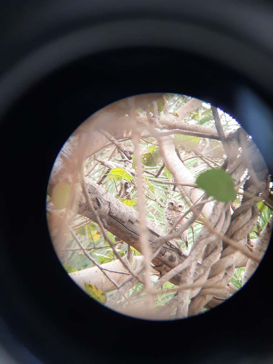 Spotted Owlet - Keshav Srinivasan