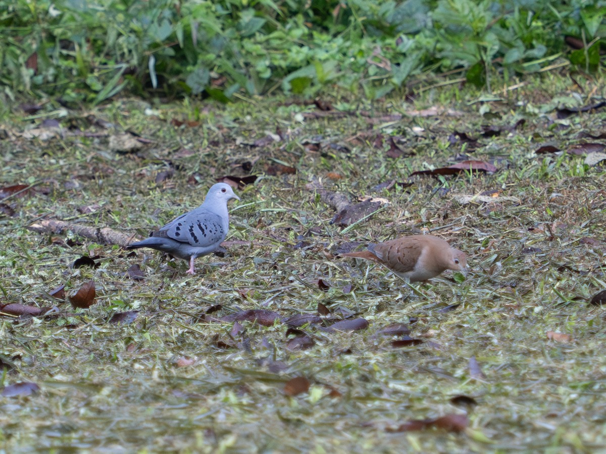 Blue Ground Dove - Daniel Miller