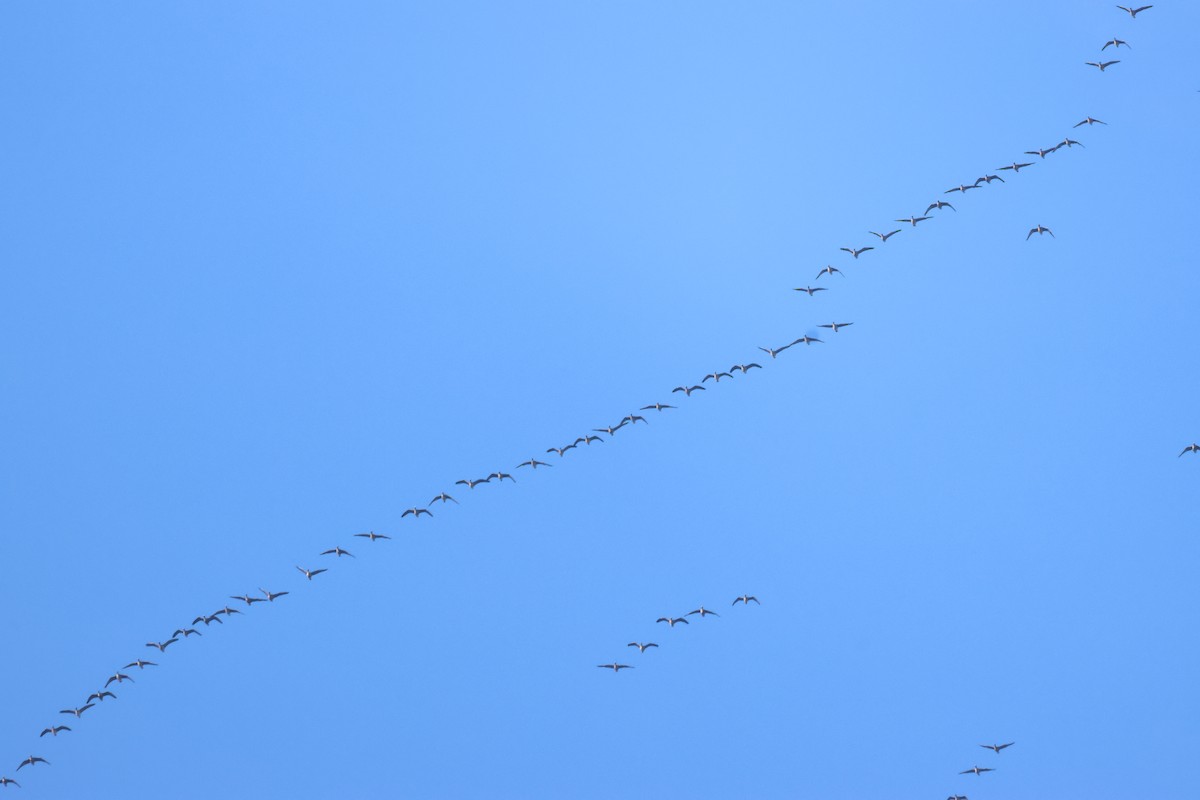 Greater White-fronted Goose - Jan Harm Wiers