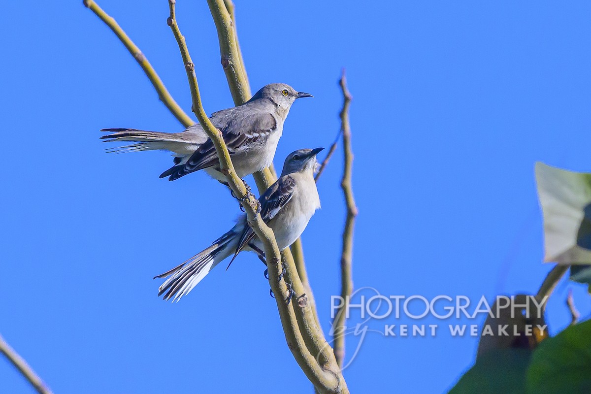 Northern Mockingbird - Kent Weakley