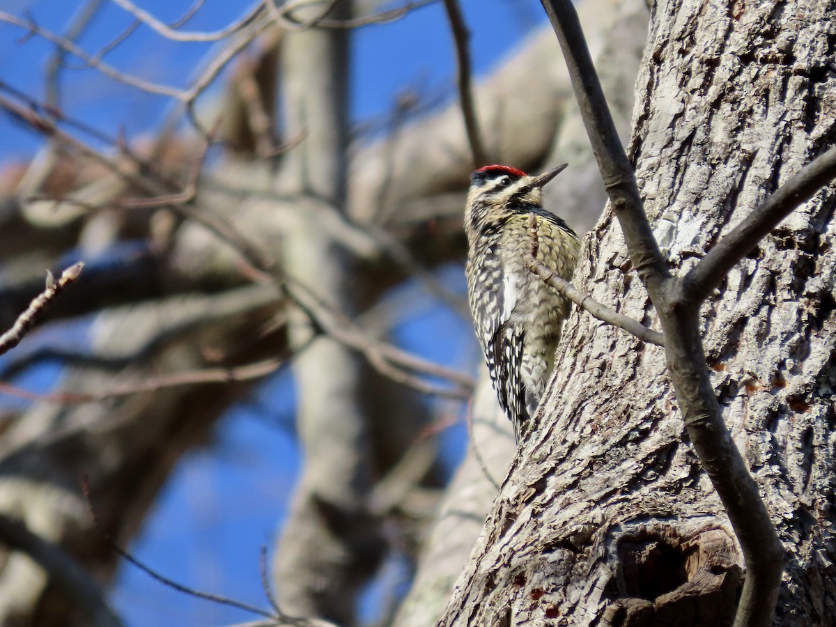 Yellow-bellied Sapsucker - Kim Wylie