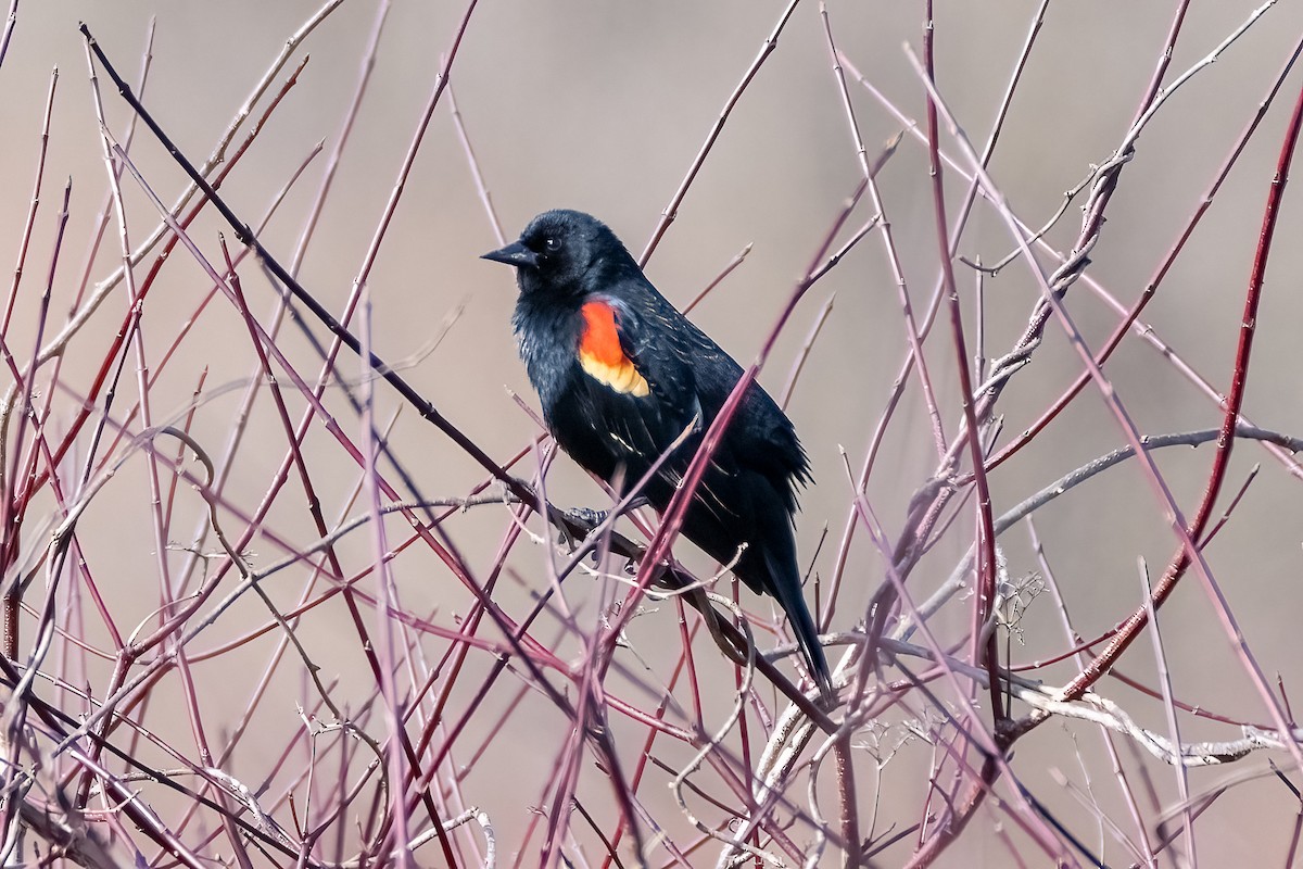 Red-winged Blackbird - ML616043033