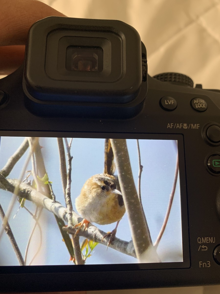 Marsh Wren - ML616043054