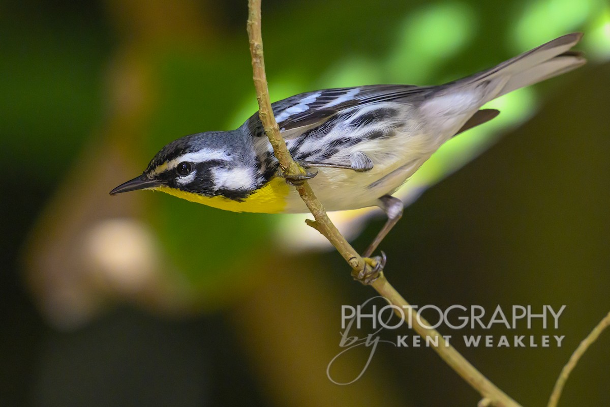 Yellow-throated Warbler - Kent Weakley