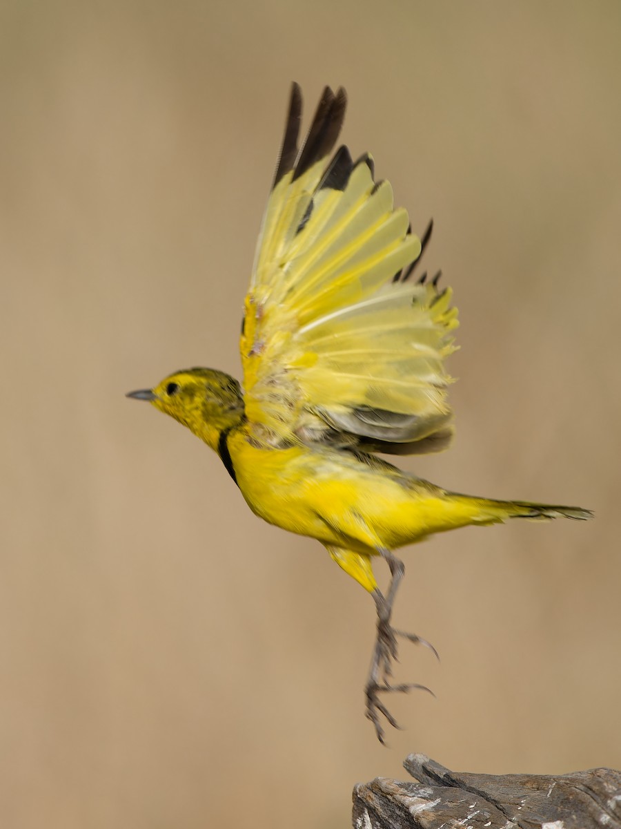 Golden Pipit - ML616043081