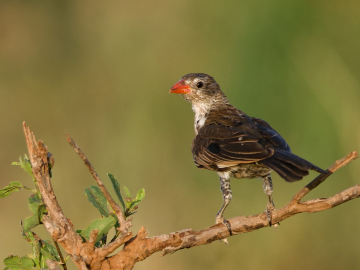 Red-billed Buffalo-Weaver - ML616043091