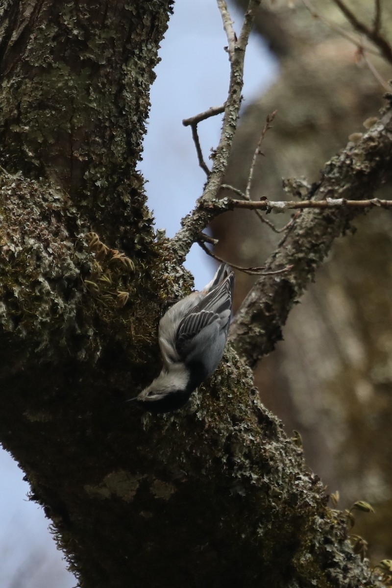 White-breasted Nuthatch - ML616043097