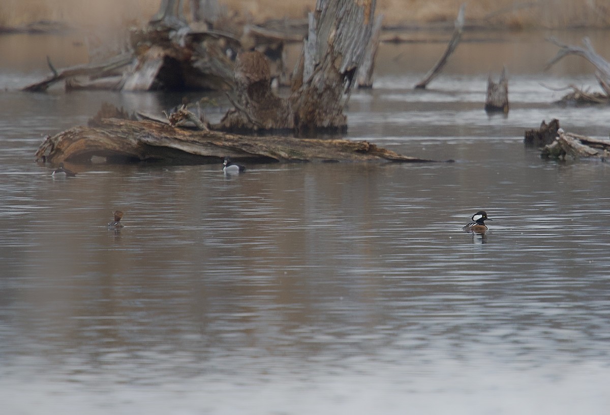 Hooded Merganser - ML616043120