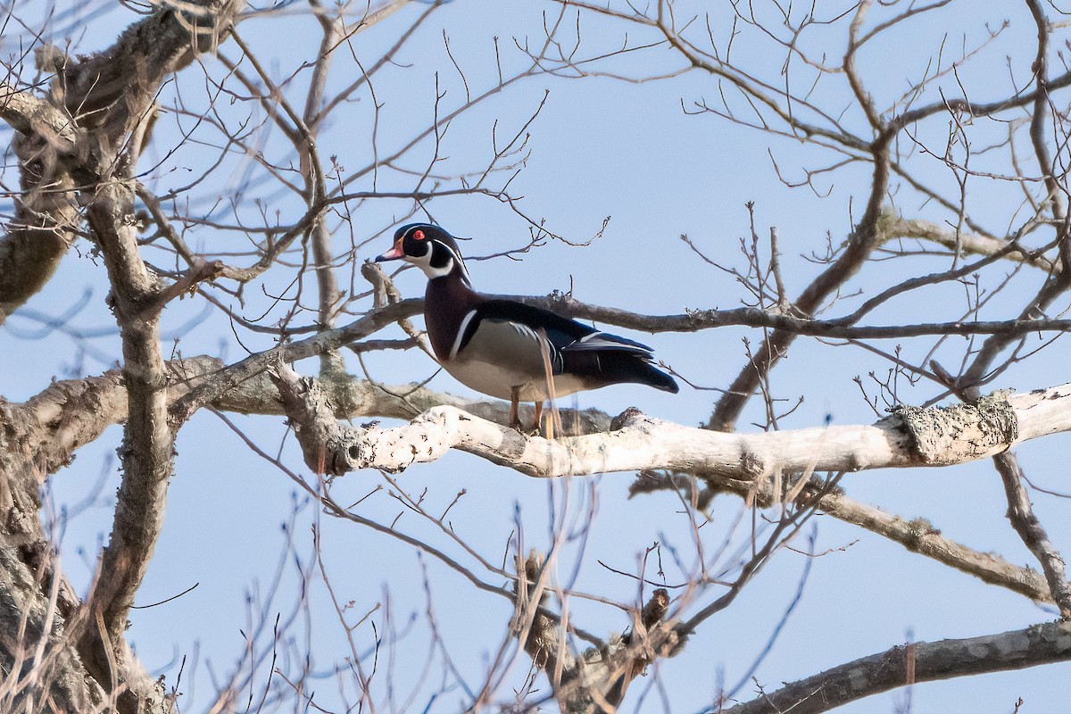 Wood Duck - ML616043130