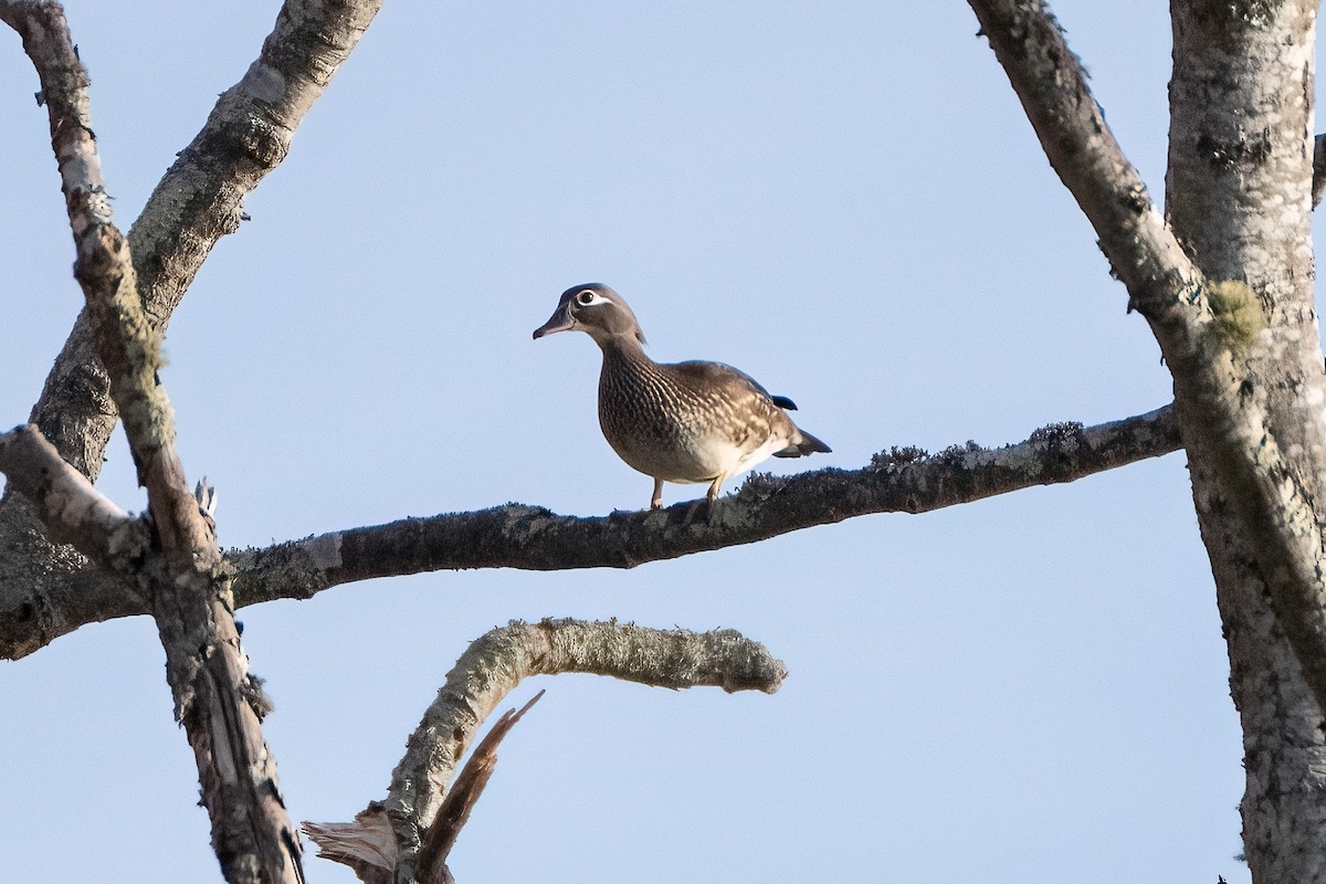 Wood Duck - ML616043131