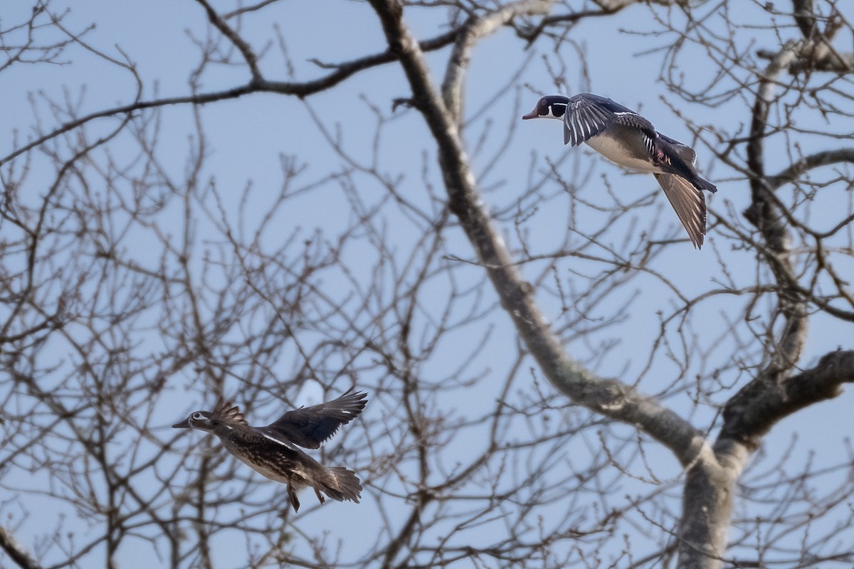 Wood Duck - ML616043132