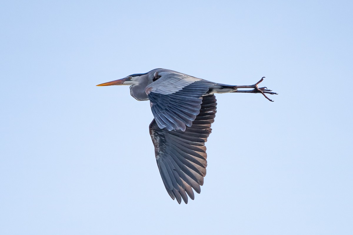 Great Blue Heron - ML616043151