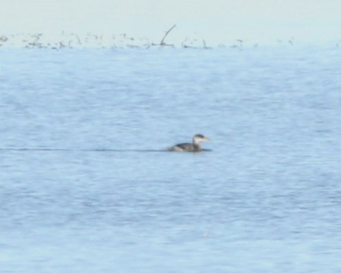 Red-necked Grebe - Doug Faulkner