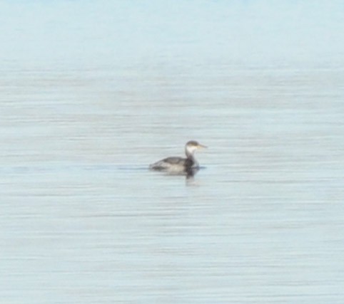 Red-necked Grebe - ML616043217